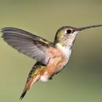 Hvad giver man til teenagere, der elsker K-pop?