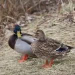 Upåvirket Krydsord Løsning