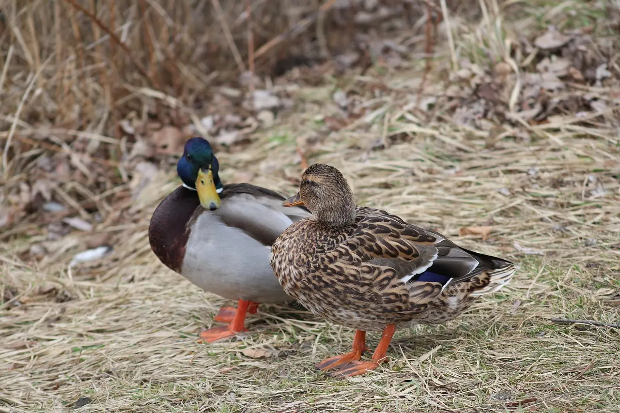 Betydningen af Mæcen Krydsord
