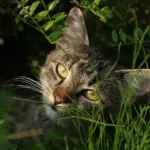 9 gaveideer til brætspilleren, der elsker eurogames