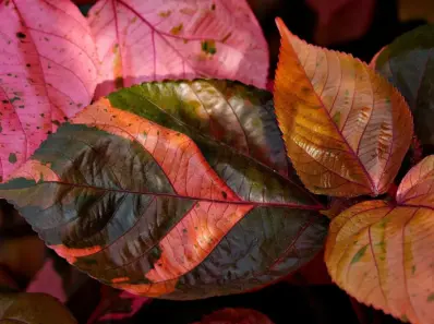 Hvor meget giver man i pengegave til et kobberbryllup?