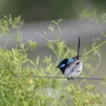 Oldtidsby Krydsord hjælp