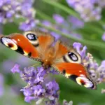 Er telefonnummer 32 22 16 60 svindel?